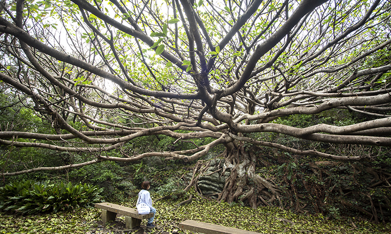 カートピア アコウの木 | SUBARU