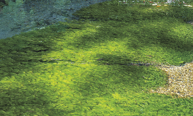 カートピア 澄んだ水が流れる牛渡川には、青々とした梅花藻が揺れている | SUBARU