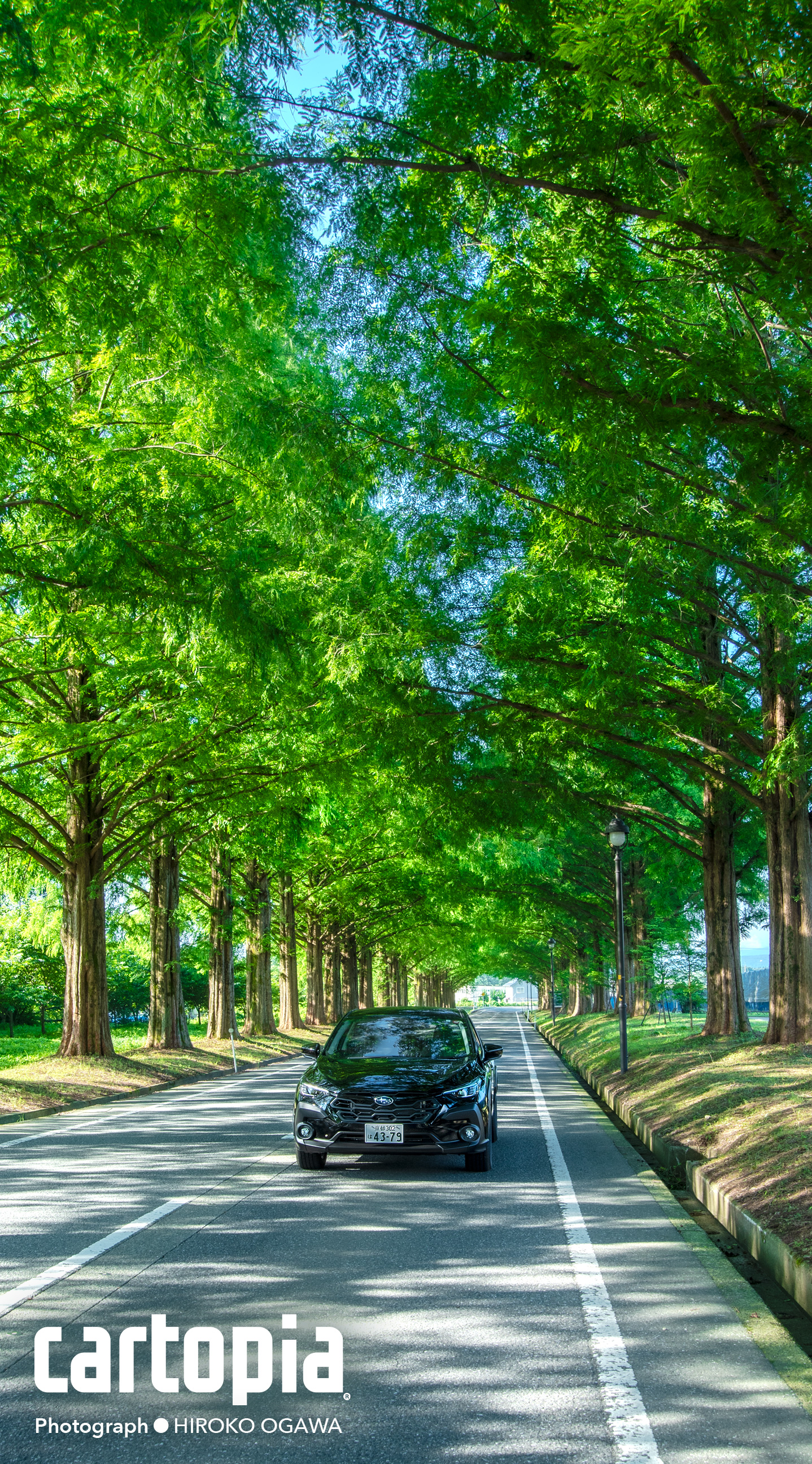 カートピア 9月のラッキー壁紙 滋賀県の高島市マキノ農業公園にあるメタセコイア並木を駆けるクロストレック | SUBARU