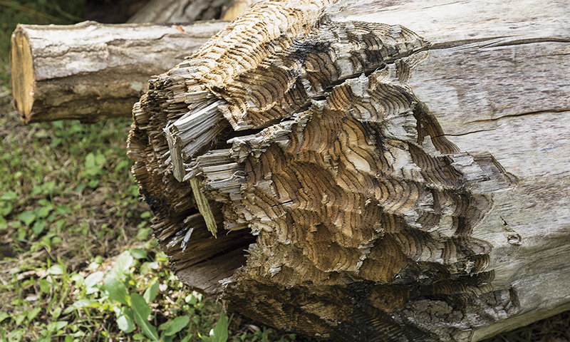 カートピア 硬い木が初夏に柔らかくなり、石斧を使えば人力で伐採できることを実証した様子 | SUBARU