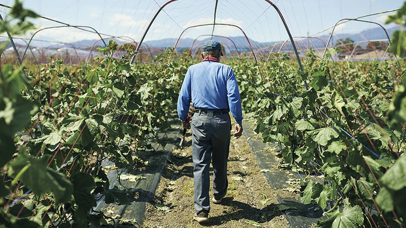 カートピア 原田農園の野菜畑 きゅうりのトンネル | SUBARU