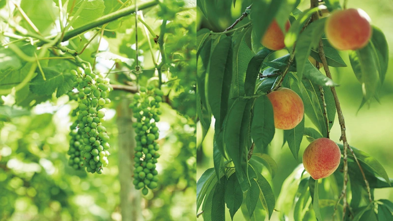 カートピア 原田農園のぶどうともも | SUBARU
