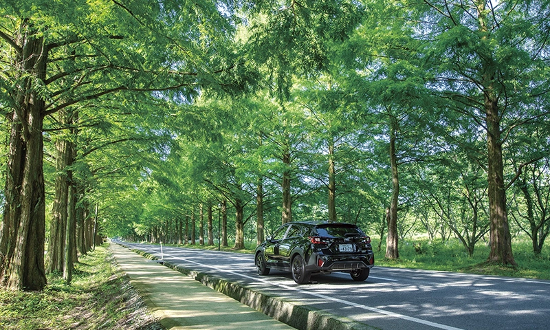 カートピア 青々としたメタセコイア並木を駆けるクロストレック | SUBARU