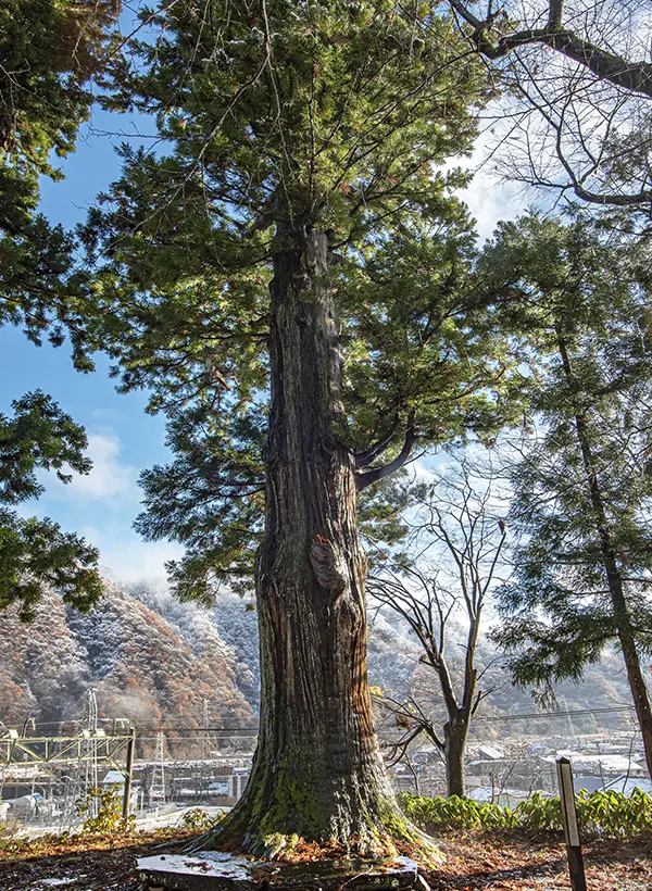 カートピア 小説で「恐ろしい神の武器のよう」と比喩された樹齢400年の大杉イメージ | SUBARU