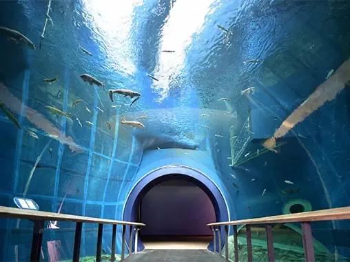 滋賀スバル 琵琶湖博物館トンネル水槽の写真