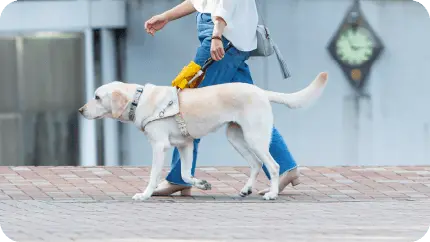 スバル東北と日本盲導犬協会の活動イメージ