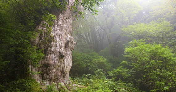 屋久島国立公園 活動イメージ1